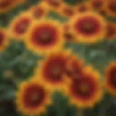 Colorful Blanket Flower Blossoms