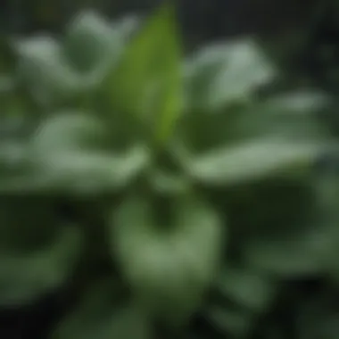 Lush Green Hosta Leaves Close-Up