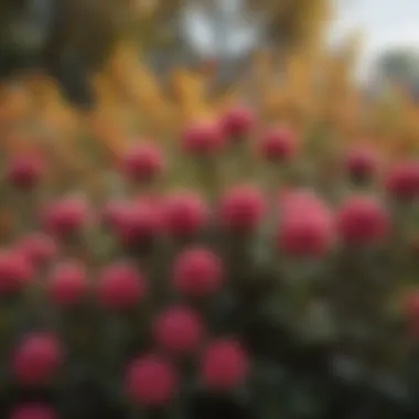 Close-up of a unique late-blooming bush with colorful flowers against an autumn backdrop