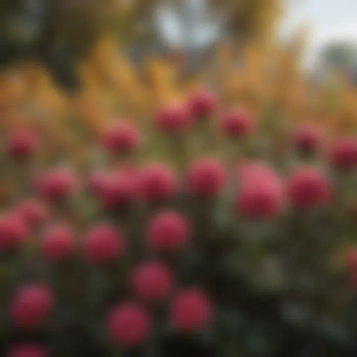 Close-up of a unique late-blooming bush with colorful flowers against an autumn backdrop