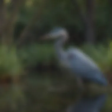 Majestic Blue Heron in the Wetlands Majestic Blue Heron in the Wetlands