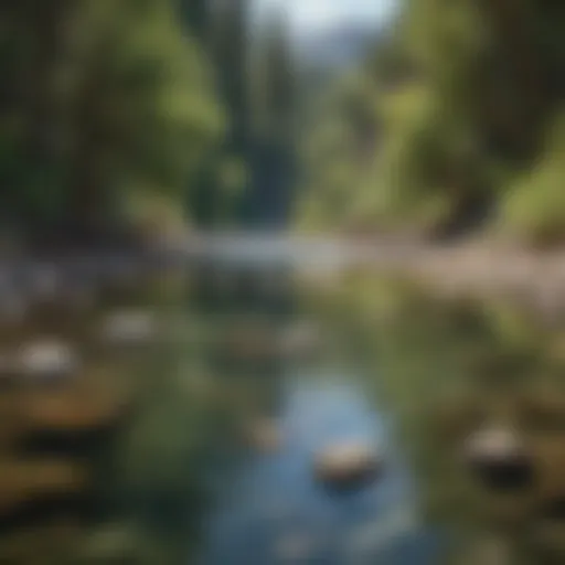 A serene view of Clear Creek showcasing its crystal-clear waters and lush surroundings.