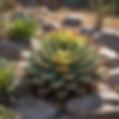 Close-up of drought-resistant succulents in a rock garden