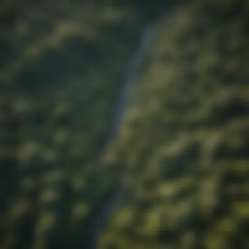 Aerial view of a forest to illustrate biodiversity