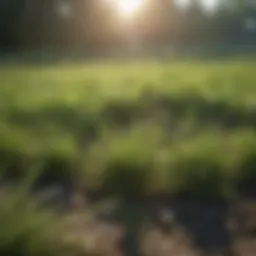 Lush Green Grass Field