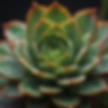 Close-up of vibrant green succulent plant with water droplets