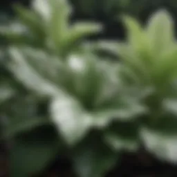 Diverse green and white leaf plants in a natural setting