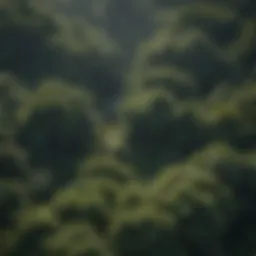 Majestic Canopy: Aerial view of lush forest canopy