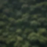 Aerial view of lush rainforest canopy