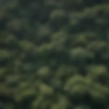 Aerial view of lush rainforest canopy