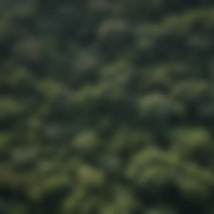 Aerial view of lush rainforest canopy