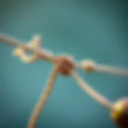 Exploring Knots: A Comprehensive Guide to Fishing Techniques Introduction
