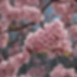 A close-up of late blossom tree flowers highlighting their unique structure