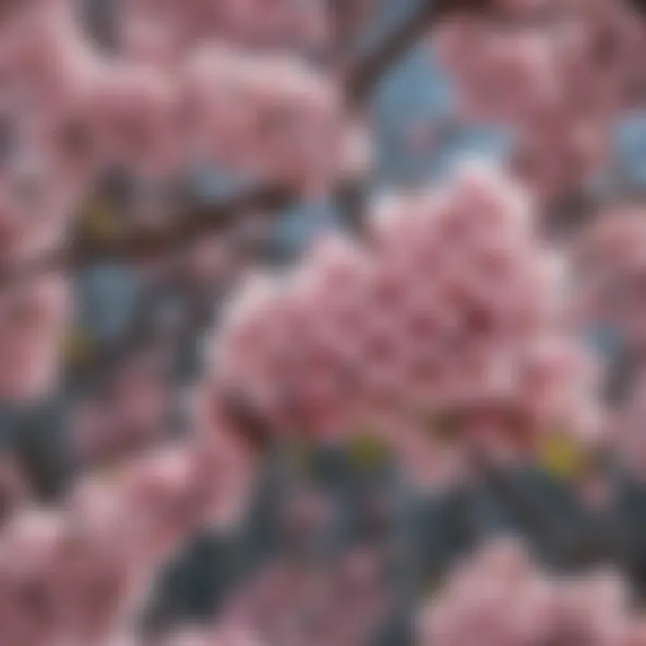 A close-up of late blossom tree flowers highlighting their unique structure