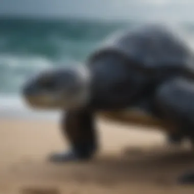 Leatherback Turtle - The Enigmatic Ocean Wanderer Rare Leatherback Turtle