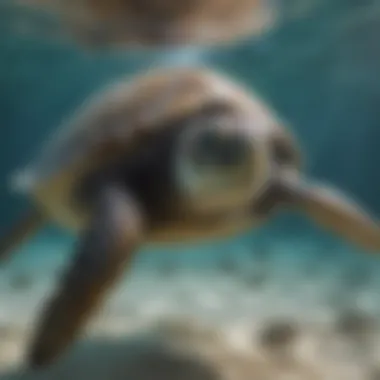 Gentle Giant Sea Turtle Gliding Through Crystal Clear Waters Gentle Giant Sea Turtle Gliding Through Crystal Clear Waters