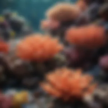 Vibrant Coral Reef Teeming with Marine Life