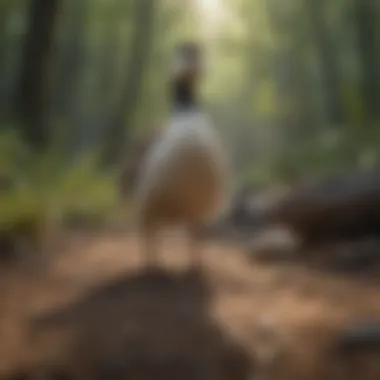 Effectiveness of Yuck Goose Repellent