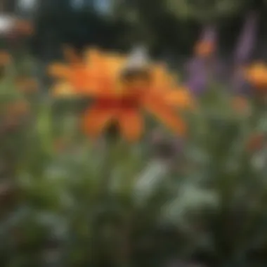 A close-up of colorful native flowers attracting pollinators in a sustainable garden
