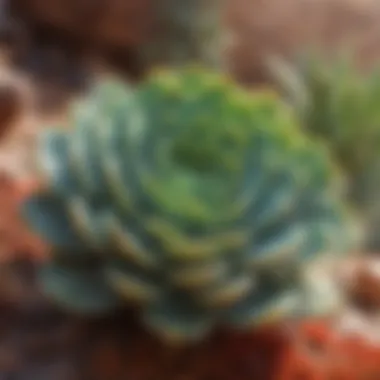 Colorful succulents thriving in arid conditions