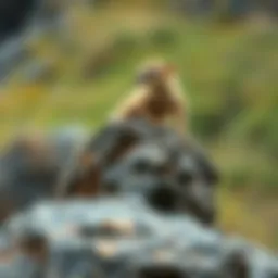 A rare land animal perched on a rocky outcrop, showcasing its unique adaptations.