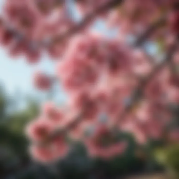 Close-up of vibrant blossoms on a tree