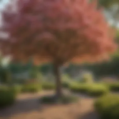 Diversity in Bloom: A Garden of Small Trees Diverse species of small flowering trees in a garden
