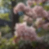 Elegant small flowering tree in bloom