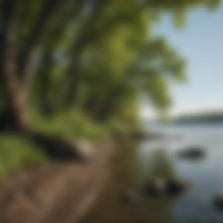 A lush, natural habitat along the shores of Lake Erie showcasing conservation efforts