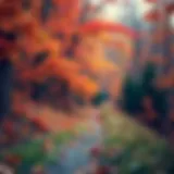 Vibrant fall foliage along a hiking trail