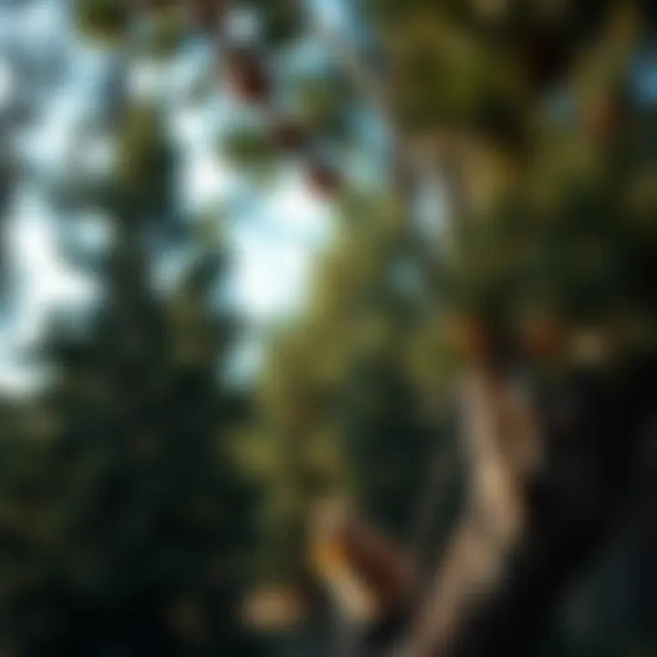 Exploring the Bare Root Blue Spruce: A Comprehensive Guide Summary Exploring the Bare Root Blue Spruce: A Comprehensive Guide Summary