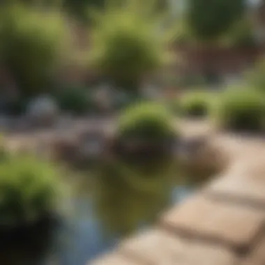 Sustainable yard featuring water conservation techniques