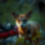 Exploring the Complexities of Camping in the Adirondacks Introduction