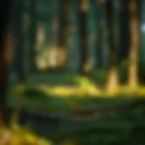 Exploring the Concept of Home in the Forest Introduction