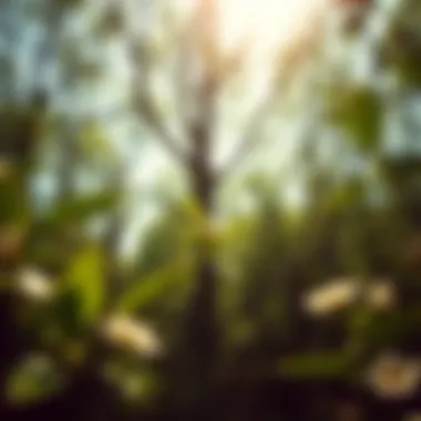 Notable Exploring the Impact of Tree Planting Community Service Notable Exploring the Impact of Tree Planting Community Service