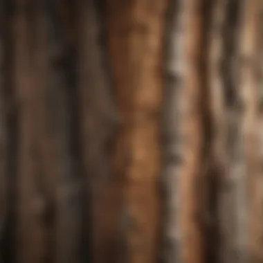 Close-up of tree bark revealing the intricate textures and patterns