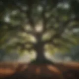A majestic oak tree showcasing its sprawling branches and dense foliage