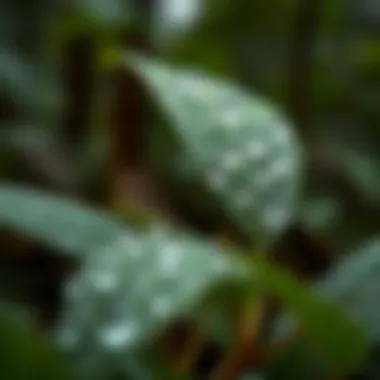 Close-up of dewdrops on leaves in a lush forest setting
