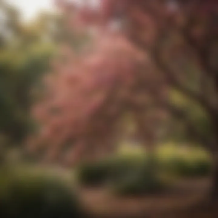 Vibrant flowering bush tree in bloom showcasing its ecological significance