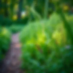 Scenic view of Cherry Creek State Park trail surrounded by lush greenery