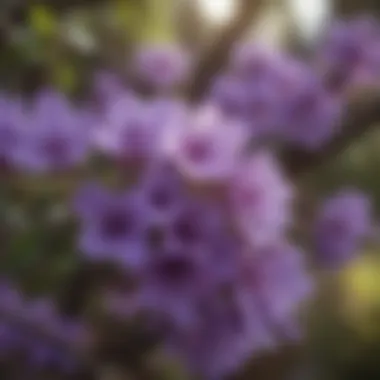 Close-up of purple blooms showcasing intricate details