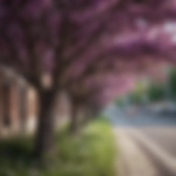 Tree bush with purple flowers contributing to urban biodiversity