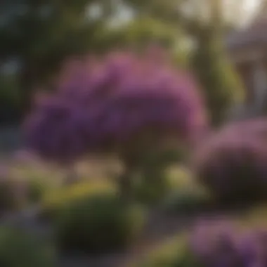 Vibrant Purple Flowered Tree Bush Vibrant purple flowered tree bush in a garden