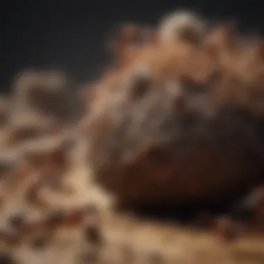 A macro shot of an ant colony, emphasizing teamwork and organization within the group.