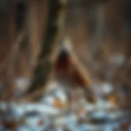 Exploring Upland Game Hunting Areas: A Comprehensive Guide Introduction