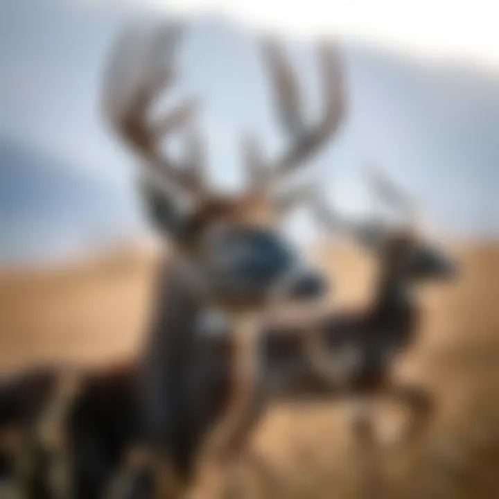 Notable Exploring Upland Game Hunting Areas: A Comprehensive Guide