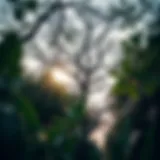 Exploring Urban Forest Tree Services Introduction