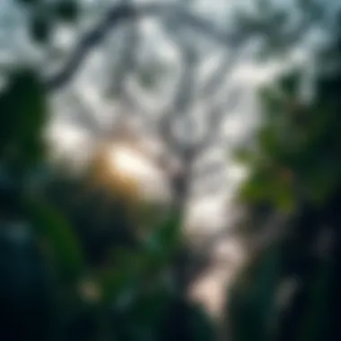 Exploring Urban Forest Tree Services Introduction Exploring Urban Forest Tree Services Introduction