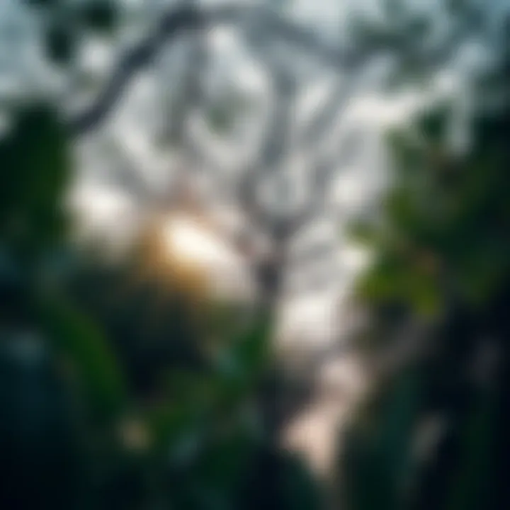 Exploring Urban Forest Tree Services Introduction Exploring Urban Forest Tree Services Introduction