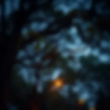 Notable Exploring Urban Forest Tree Services Notable Exploring Urban Forest Tree Services